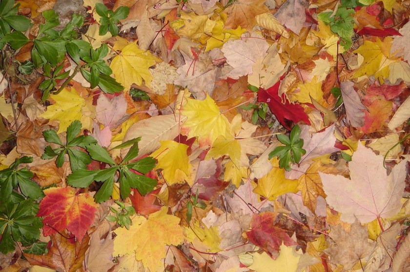 Fall in Chestnut Hill, Phialdelphia